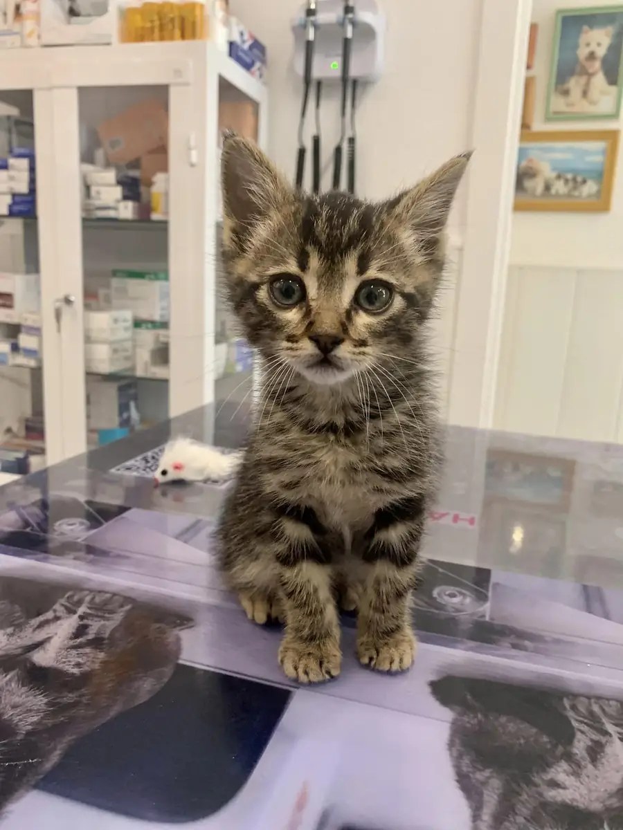 Gatito paciente en la mesa de consulta