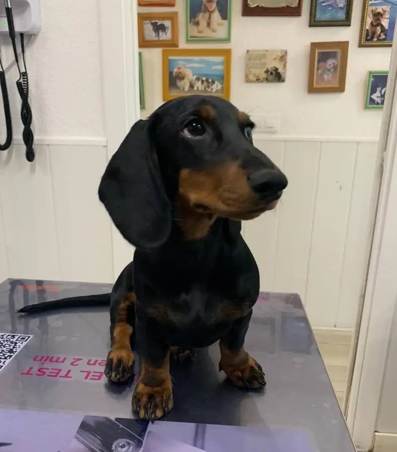 Paciente canino en la mesa de consulta